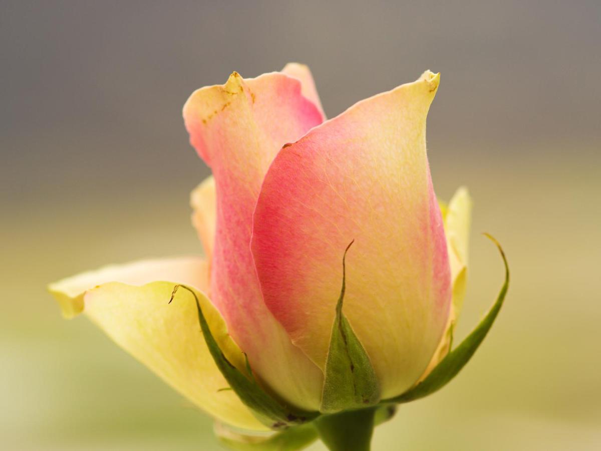 Herberge Zur Rose Brotterode Buitenkant foto