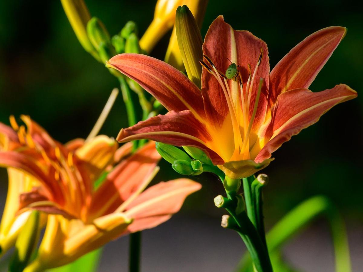 Herberge Zur Rose Brotterode Buitenkant foto