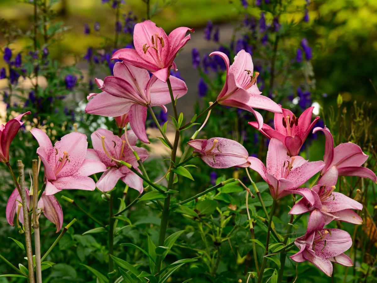 Herberge Zur Rose Brotterode Buitenkant foto