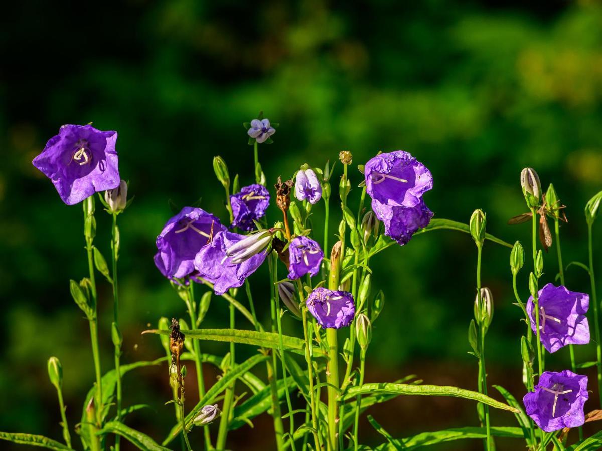 Herberge Zur Rose Brotterode Buitenkant foto